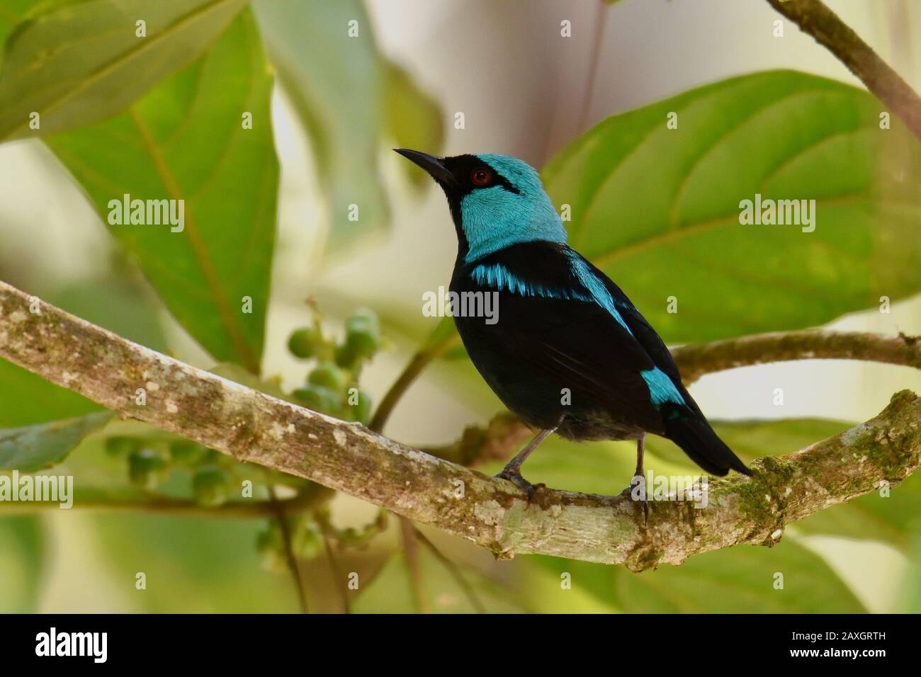 A Scarlet-thighed Dacnis in Costa Rica rainforest Stock Photo