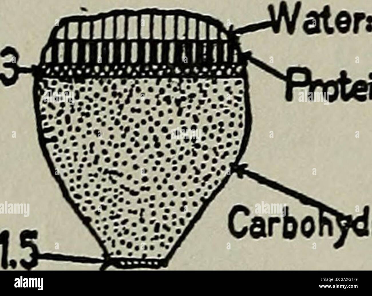 Twenty lessons in domestic science : a condensed home study course 