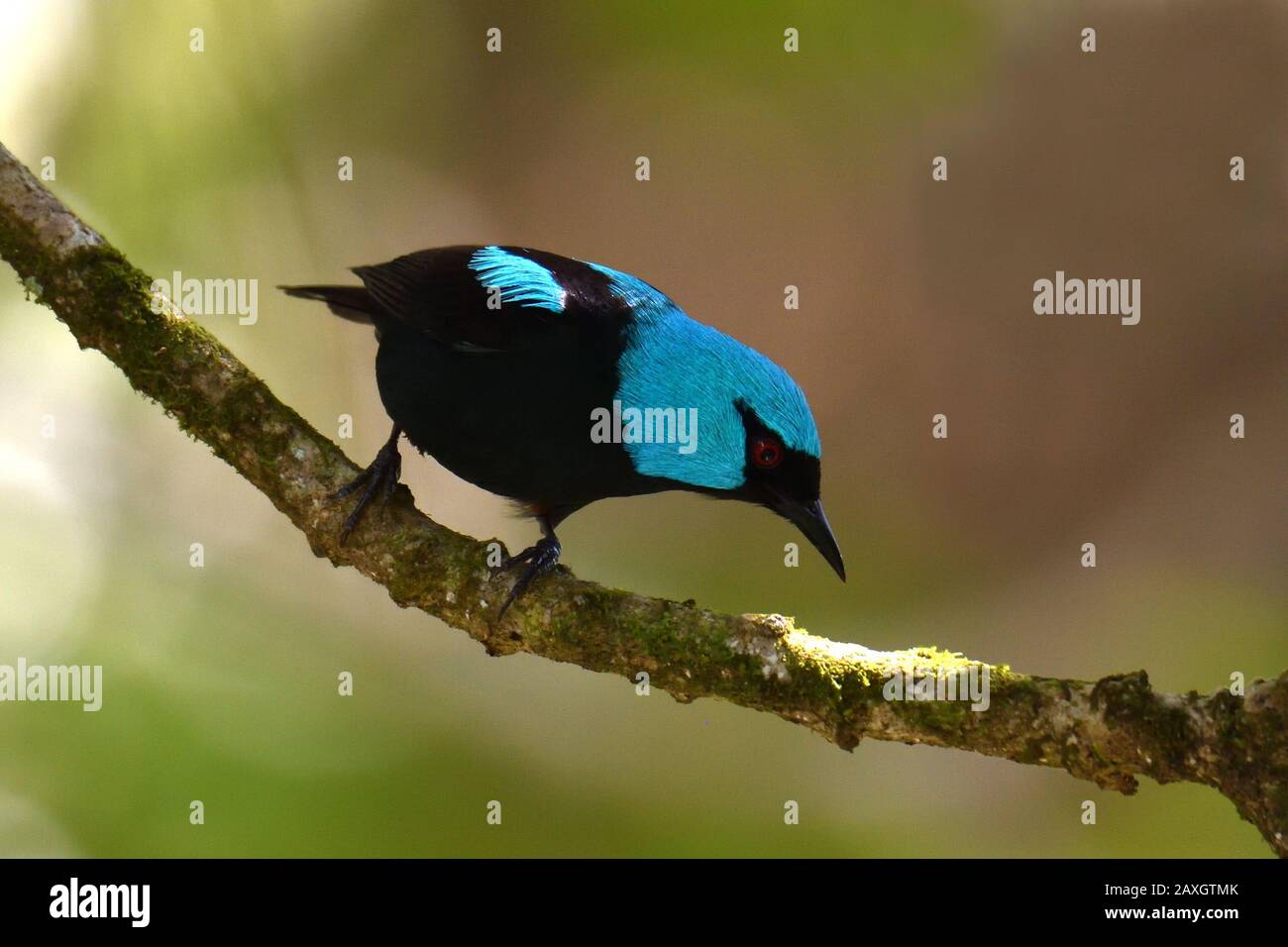 A Scarlet-thighed Dacnis in Costa Rica rainforest Stock Photo