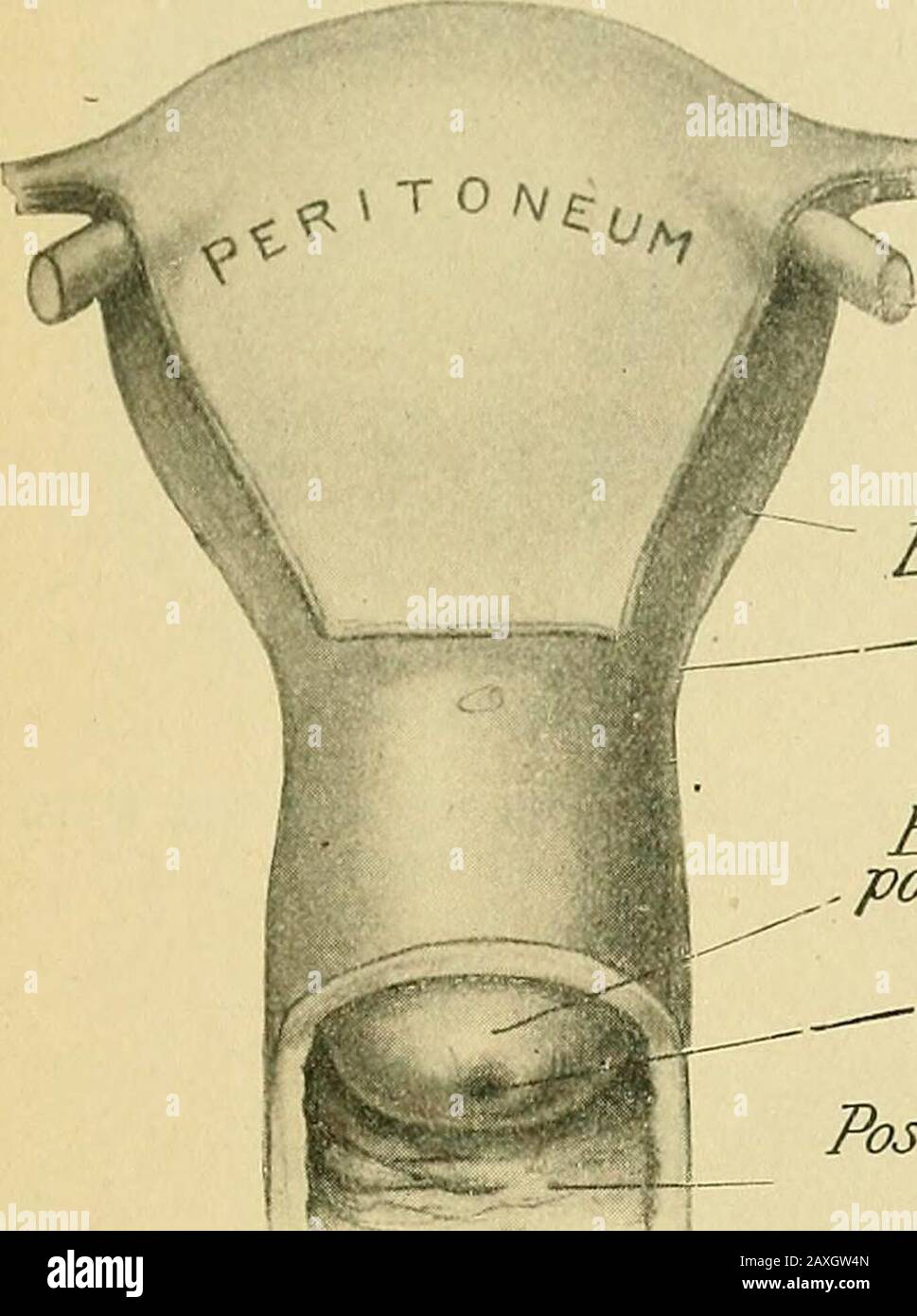 Uterus thickness hi-res stock photography and images - Alamy