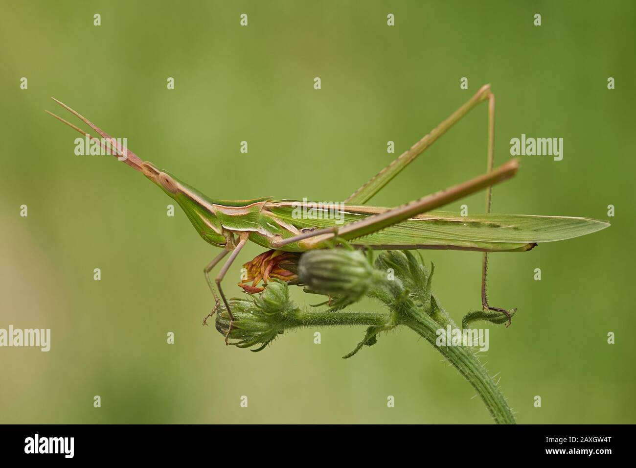 Green grasshopper Acrida ungarica in Krk, Baska, Croatia Stock Photo