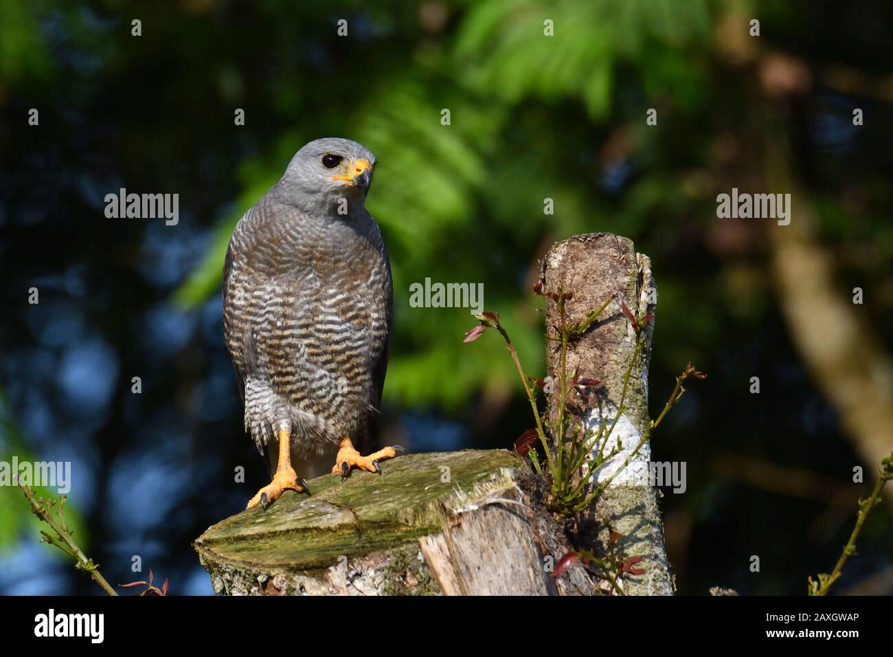 A Gray Hawk in Costa Rica rainforest Stock Photo