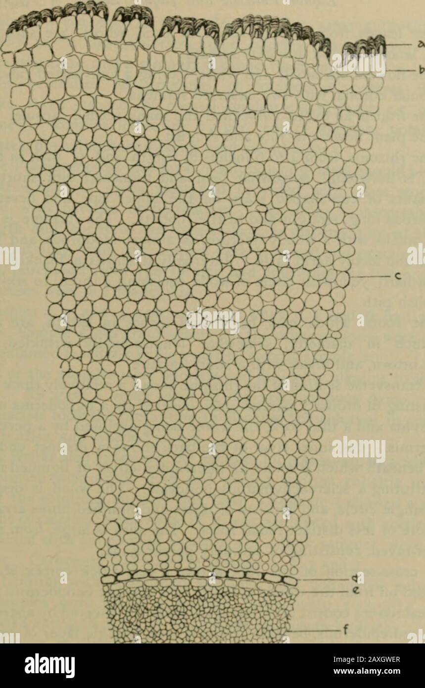 American journal of pharmacy . Fig. 5. Cross-section of rhizome, magnified 500 diameters ; a, epidermis ;b, cork or periderm ; c, hypoderma of collenchyma ; d, cortical parenchyma ;e, endoderniis ; /, sclerenchymatous pericycle ; g, phloem or bast; //, xylemor wood ; i, parenchyma of pith.. ^^ Fig. 6. Cross-section of the root, magnified 500 diameters ; &lt;;, epiblema orej)i«lermis of the root ; b, exo&lt;lermis or hypo&lt;lernia of the root ; &lt;*, corticalparenchyma ; &lt;/, endo&lt;lermis ; f, parenchymatous ]HTicvcle ; /. phUcni of thevasal bundles ; g^ xylem of the vasal bundles. 240 Li Stock Photo