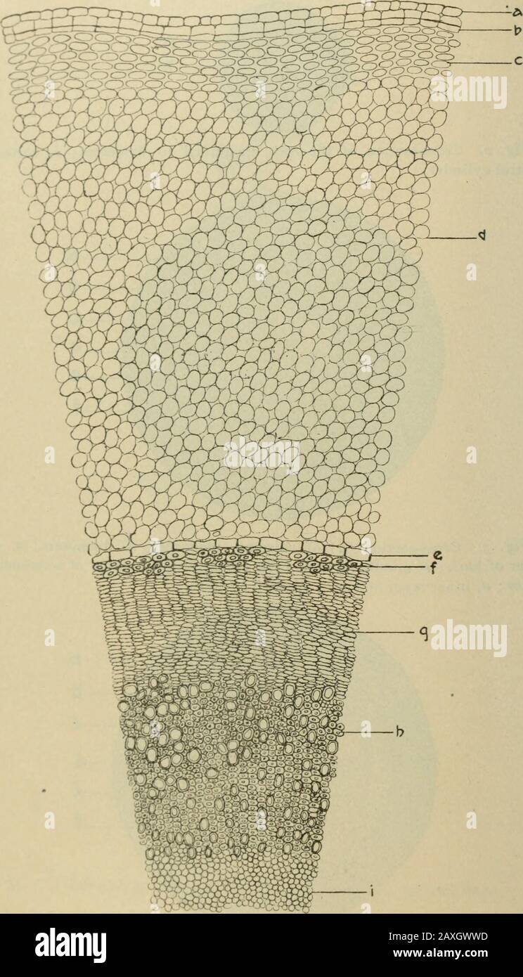 American journal of pharmacy . Fi^, f. Cross-section (/&gt;. ol rhi/ou.c. inaKuititl ii&gt; «lianielcrs; a, outerlayer of bark ; b, middle layer of bark ; &lt;. internit.tfd rinlr &lt;.f scU-riiuhvniafibres ; d, inner layer of bark ; e, wood ; J pith. Fig. 5. Cross-section of rhizome, magnified 500 diameters ; a, epidermis ;b, cork or periderm ; c, hypoderma of collenchyma ; d, cortical parenchyma ;e, endoderniis ; /, sclerenchymatous pericycle ; g, phloem or bast; //, xylemor wood ; i, parenchyma of pith. Stock Photo