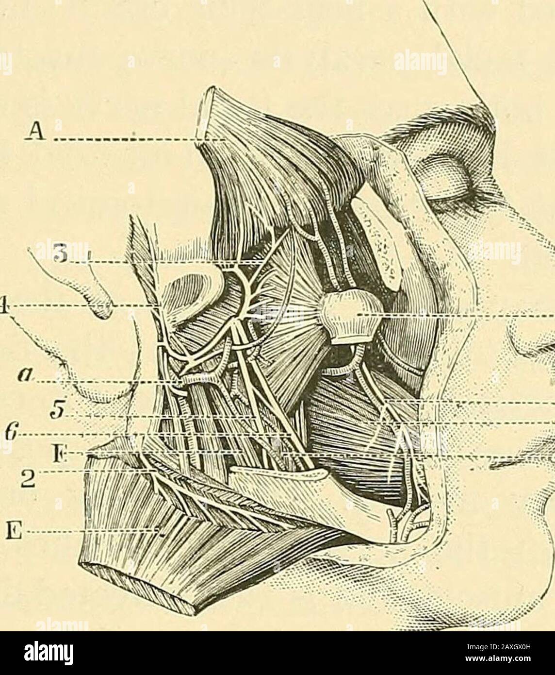 Dentalnerve hi-res stock photography and images - Alamy