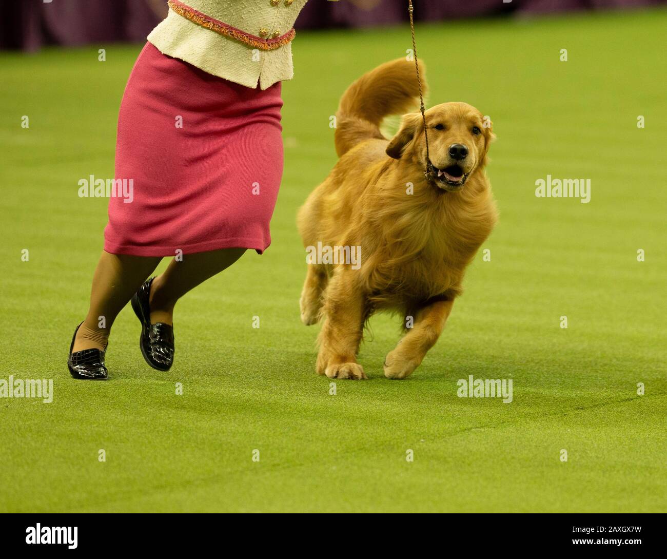 New York, NY - February 11, 2020: Winner of Sporting Group Golden Retriever named Daniel runs during 144th Westminster Kennel Club Dog Show at Madison Square Garden Stock Photo