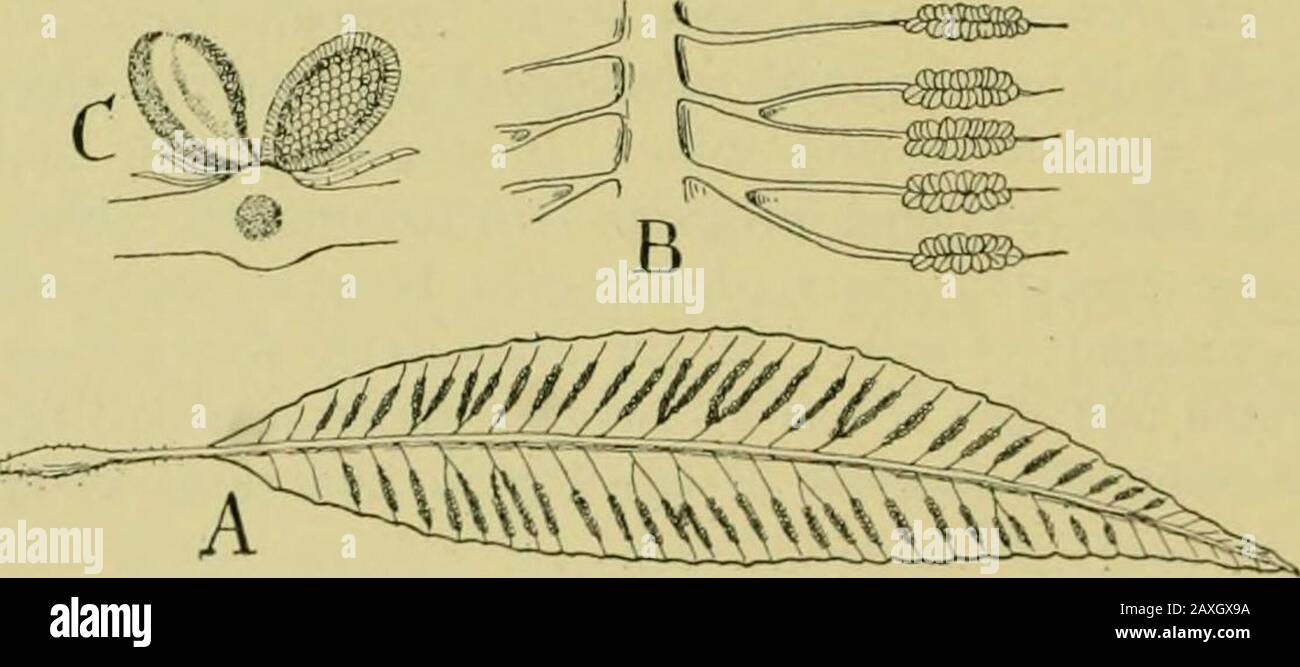 Nature and development of plants . Fig. 216. Cross-section of a stem of Botrychium: p. pith; x, xylem;in, medullary ray; c, cambium; ph, phloem; c, endodermis; cr, cortex.—After Jeffrey. spore mother cells are also grouped together, forming rather con-spicuous sacs or sporangia (Fig. 215, sp). The spores are formedfrom the mother cells as in the Rryophyta and are discharged. Fig. 217. Arrangement of the sporangia of an allied order, Marattiales:A, leaflet of Archangioptcris with sporangia or surface of leaf and ar-ranged in groups or sori. B, magnified view of a portion of the leaflet.C, secti Stock Photo
