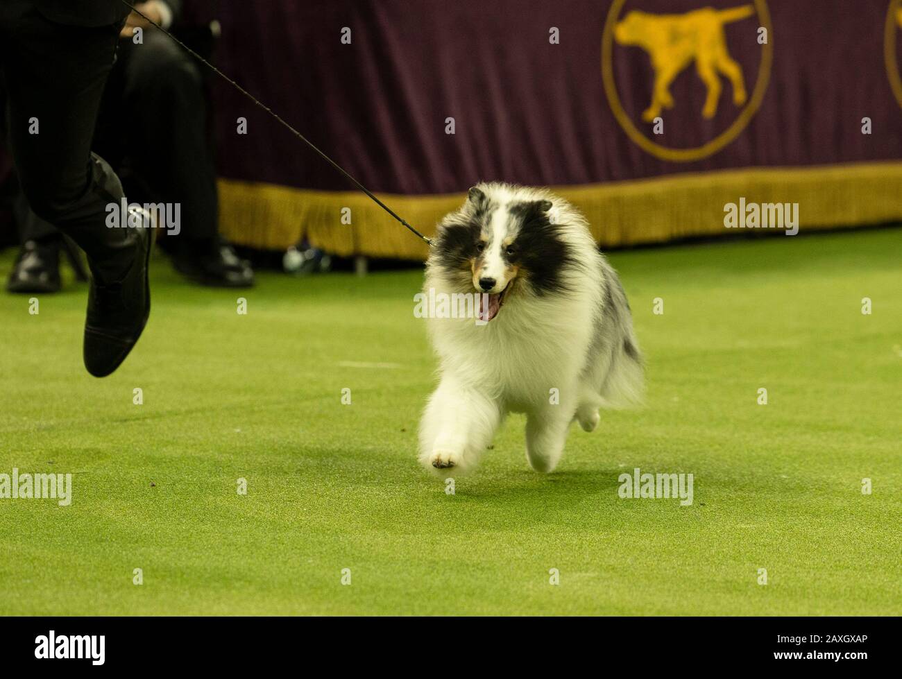 New York, NY - February 11, 2020: Winner of Herding Group Shetland Sheepdog named Conrad runs during 144th Westminster Kennel Club Dog Show at Madison Square Garden Stock Photo