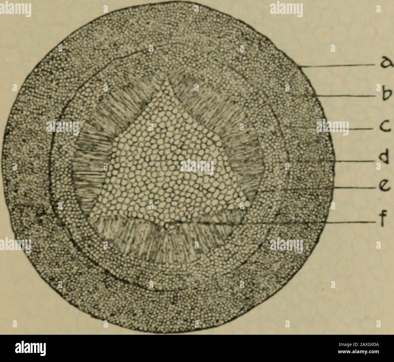 Magnified Roots American journal of pharmacy . Fig. 2. Cross-section of the root ...
