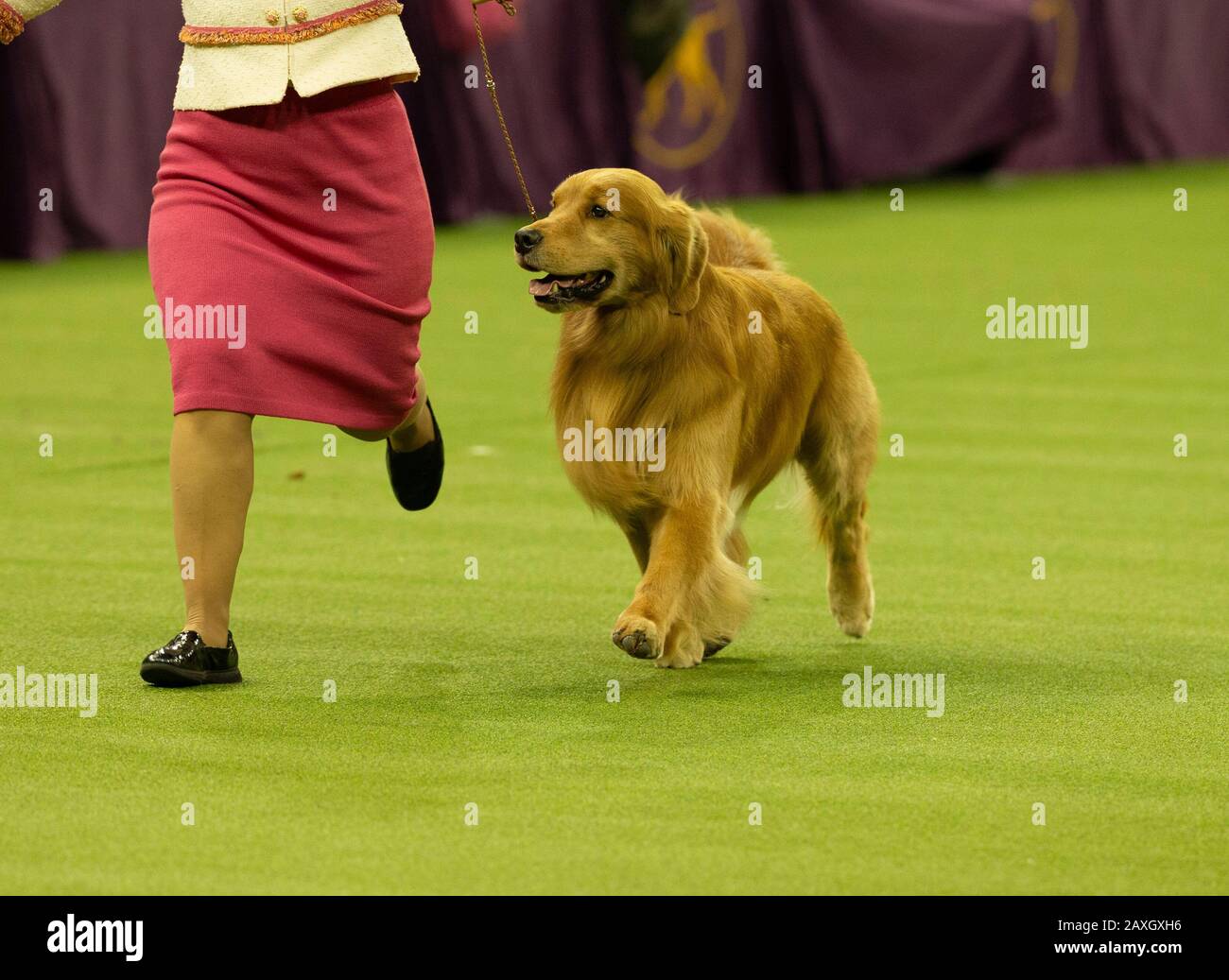 New York, NY - February 11, 2020: Winner of Sporting Group Golden Retriever named Daniel runs during 144th Westminster Kennel Club Dog Show at Madison Square Garden Stock Photo