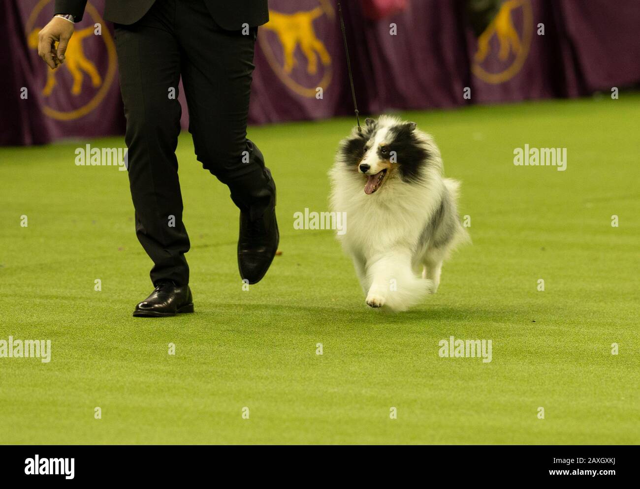 New York, NY - February 11, 2020: Winner of Herding Group Shetland Sheepdog named Conrad runs during 144th Westminster Kennel Club Dog Show at Madison Square Garden Stock Photo