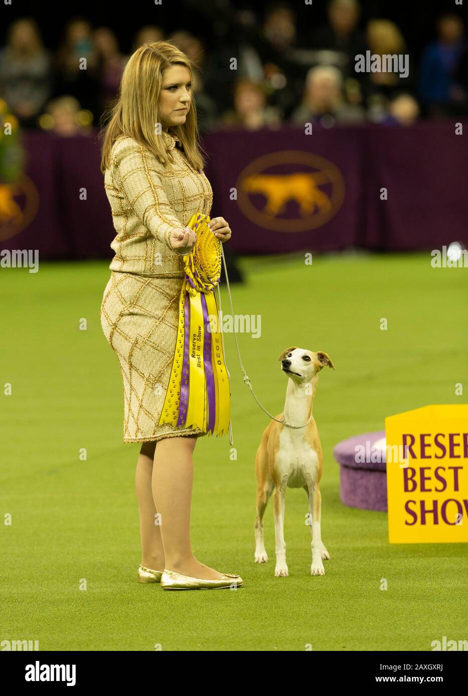New York Ny February 11 2020 Winner Of Hound Group Whippet Reserve Best Of Show Named Bourbon Poses 144th Westminster Kennel Club Dog Show At Madison Square Garden Stock Photo Alamy