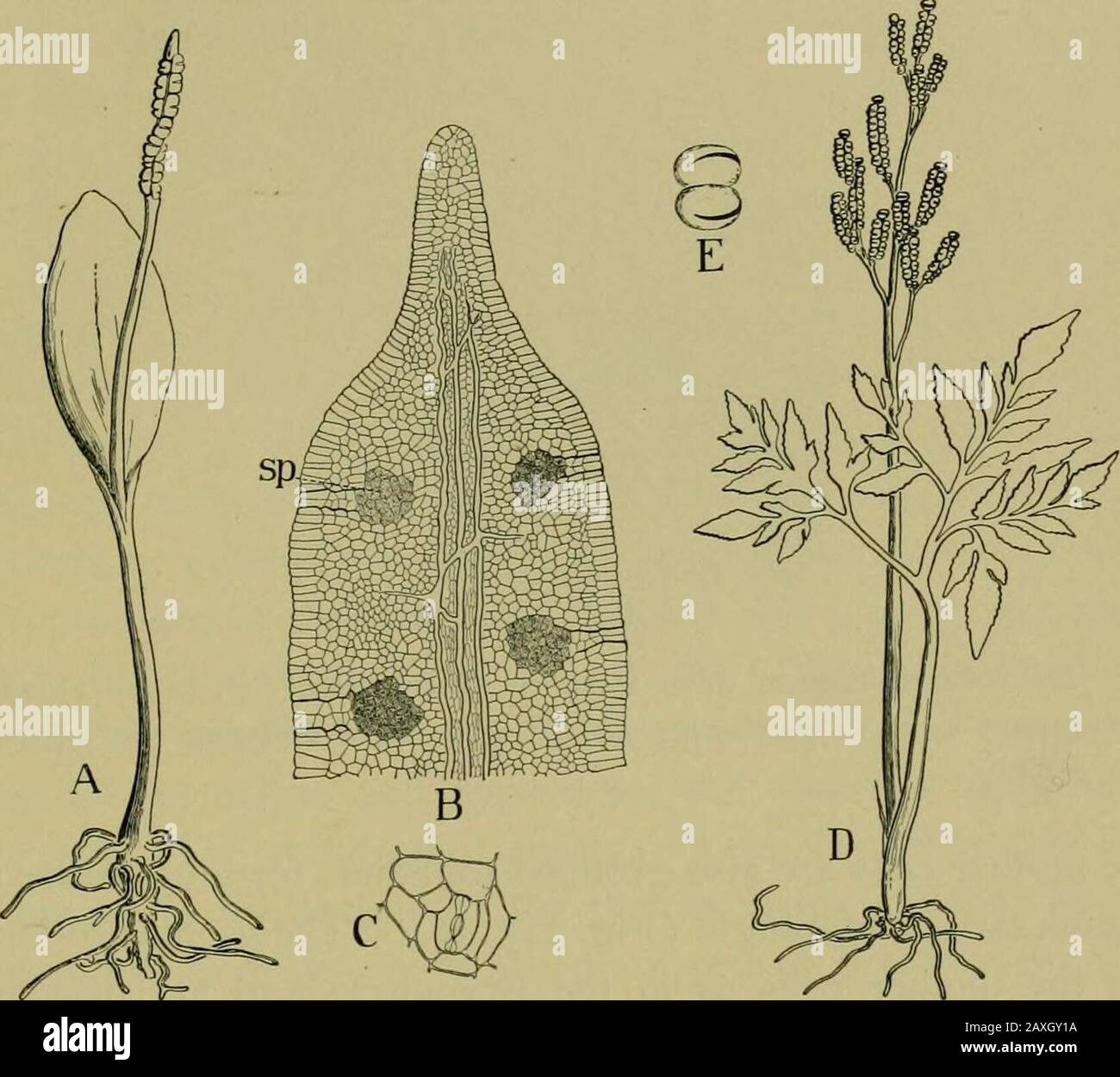 Nature and development of plants . of the Sporophyte.—This order con-tains three genera of very primitive ferns which are probablybut a remnant of an earlier and widely distributed group. Onlytwo, Ophioglossum and Botrychium, are of common occurrence(Fig. 215). They are of unusual interest because they presentmany features suggestive of the liverworts and also of the morespecialized ferns and seed plants. The sporophyte consists ofa short upright stem with thick fleshy roots that are associatedwith mycorrhiza. The leaves are simple or divided and usuallyappear singly, ensheathing the apex of t Stock Photo