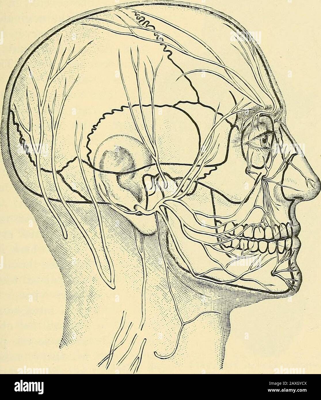 A manual of operative surgery . FIG. 226.—NERVES OF THE FACE AND THEIR RELATIONS to the arteries OF the region. (From Meckel.) chap, in] TRIFACIAL NERVE, SECOND DIVISION 89 which supplies the bicuspid and canine teeth. The incisor teeth aresupplied by the anterior dental nerve, which arises at the anterior partof the canal close to the infra-orbital foramen. In order, therefore, that all the dental nerves may be severed,the nerve trunk must be divided as far back as Meckels ganglion. The posterior half of the infra-orbital canal is open to the orbit,and exists as a groove merely ; the anterior Stock Photo