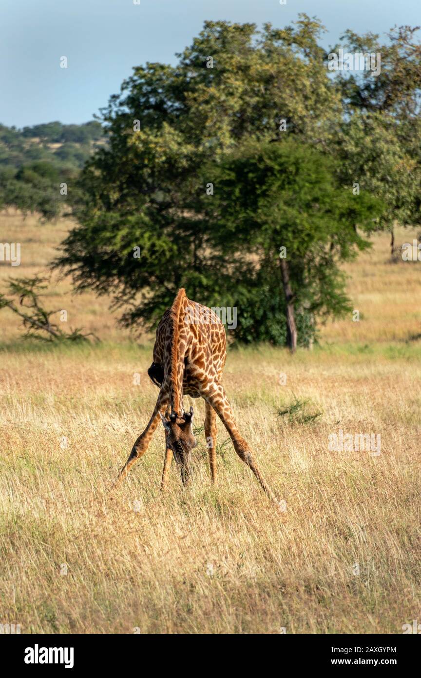 Giraffe trying so hard to reach down to the grass. Stock Photo