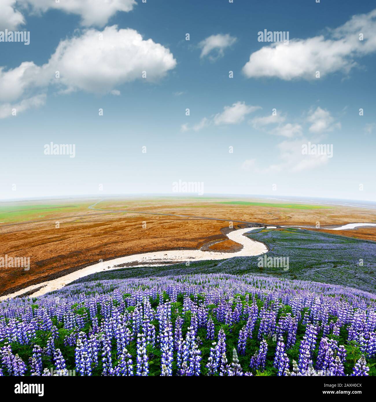 Picturesque landscape with river and lupine flowers field. Iceland, Europe Stock Photo