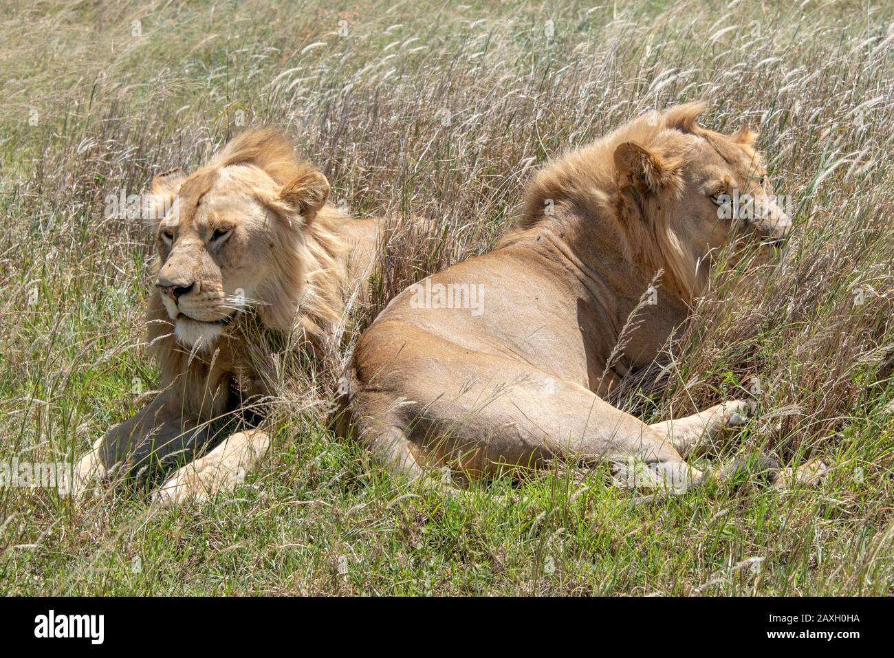 This handsome pair of young male Lions were happily resting in the midday sun. Stock Photo