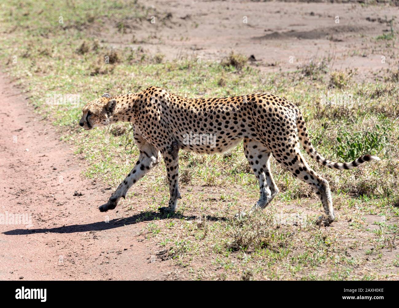 Cheetah crossing the road in front of safari vehicle in the Serengeti National Park Stock Photo