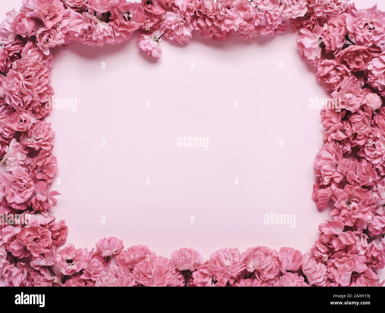 Frame made of coral, pink flowers. Natural holiday lettering letterhead Stock Photo