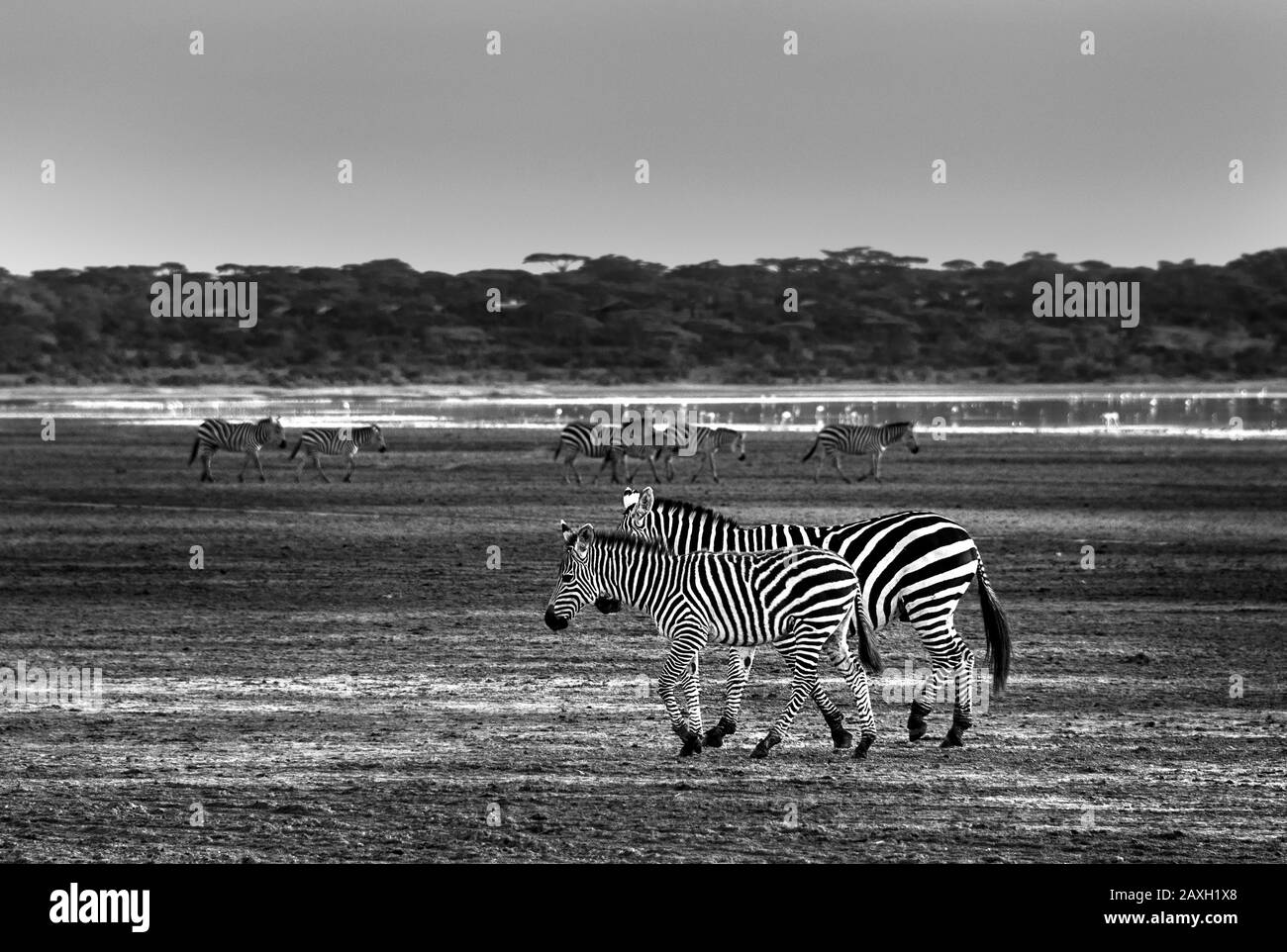 Black and white image of Zebra taking a relaxed walk along the banks of Lake Ndutu. Stock Photo