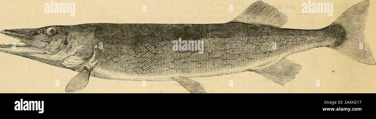 American Agriculturist, for the farm, garden and household . lor; hence we regard the pickerel, especiallythe male, as deserving to be ranked amongthe most beautiful of our fresh water fish.The motions of this fish iu the water are great, he usually makes several tacks, takinga zigzag course. The accuracy of aim of thefish in making these darts is truly astonishing.Few indeed are the fish that can escape. Theenormous jaws open and shut like a steel trap,at the moment of striking, and the lucklesscreature is engulfed iu the capacious maw.The pike does not hesitate, however, if the fishhe pounce Stock Photo