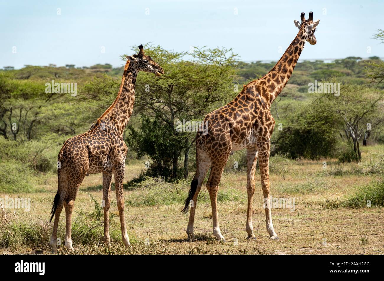 Short Neck Giraffe Hi res Stock Photography And Images Alamy