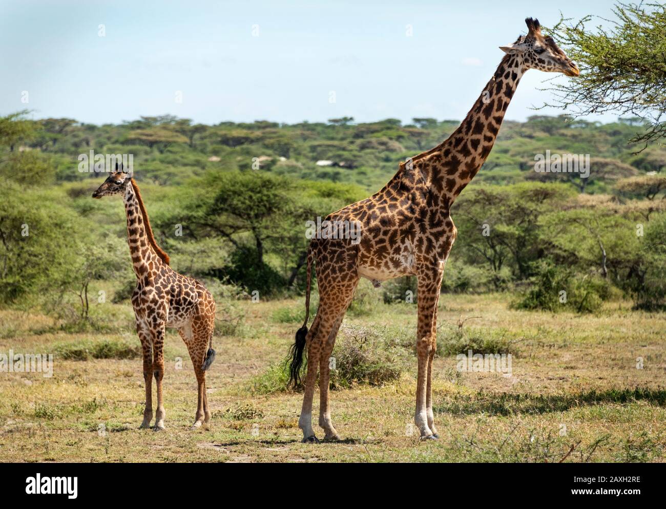 Giraffe mother with her calf in Ndutu Stock Photo