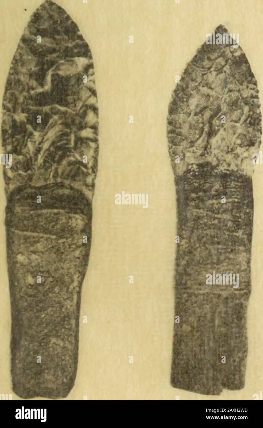 University of California publications in American archaeology and ethnology . ExPlJIJATION oiiPLATE 3. Fig. 1.—.ii adze used in smoothing pl^J^- The handle is of stone; blade, of iron; the fl:i]), of (ielT-skin to proteot the liand. ;^1blade is held to the ii.indle by means of grapt viiK stems, elkhide, and twine. Fig; ?^.—Elk-horn wedge used in splitting the log into pla Fig. 3.—Stone maul used to pound iA the we&lt;lge. Figs. 4 and 5.—Flint knives with wooden liandles. Fig. 6.—The white blade of a ceremonial knife. Fig. 7.—A curved elk-horn wedge used to force out the c. Stock Photo