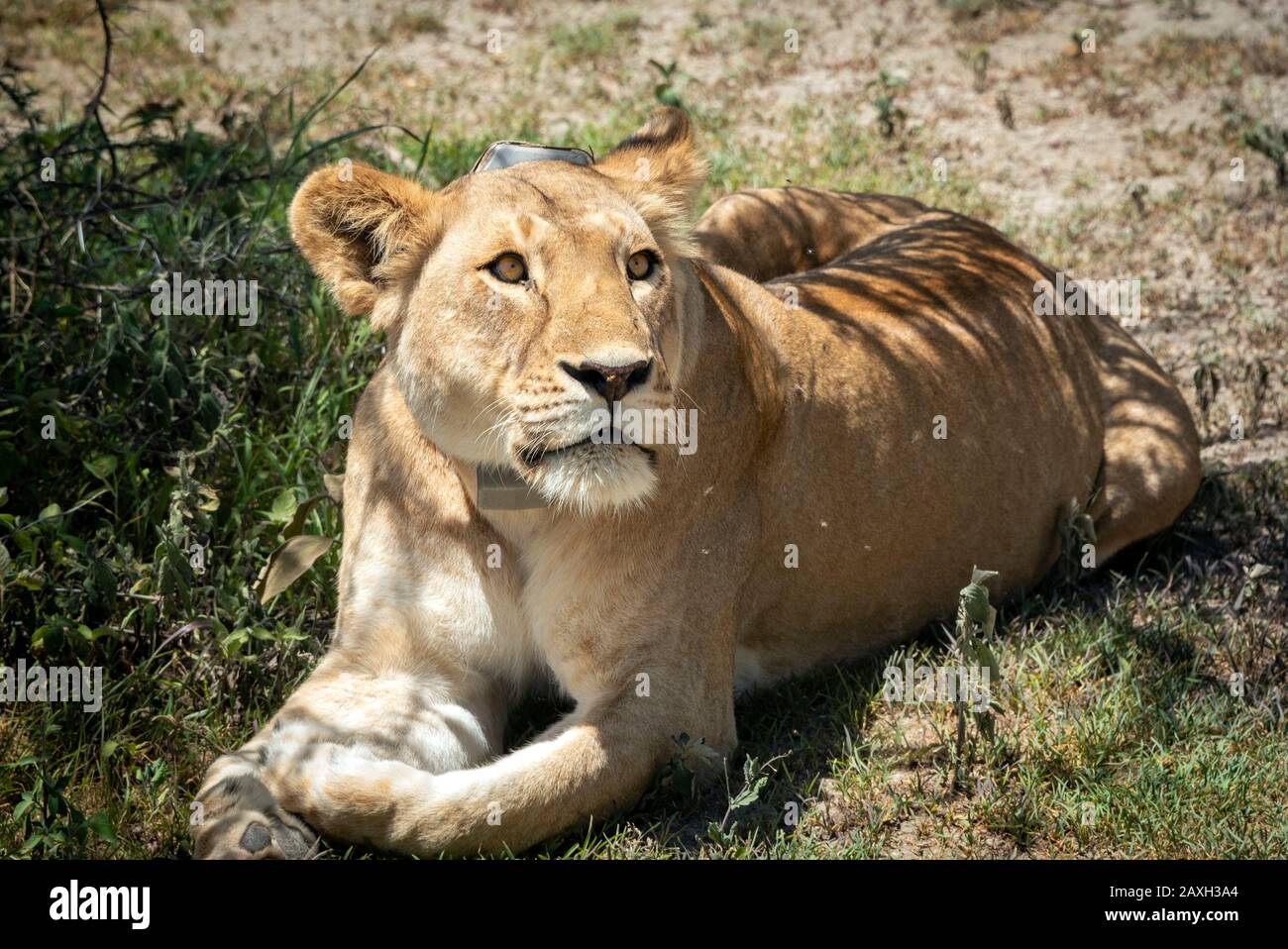 Lioness resting in the shade. This female had a tracking device collar which was interesting to see. Stock Photo