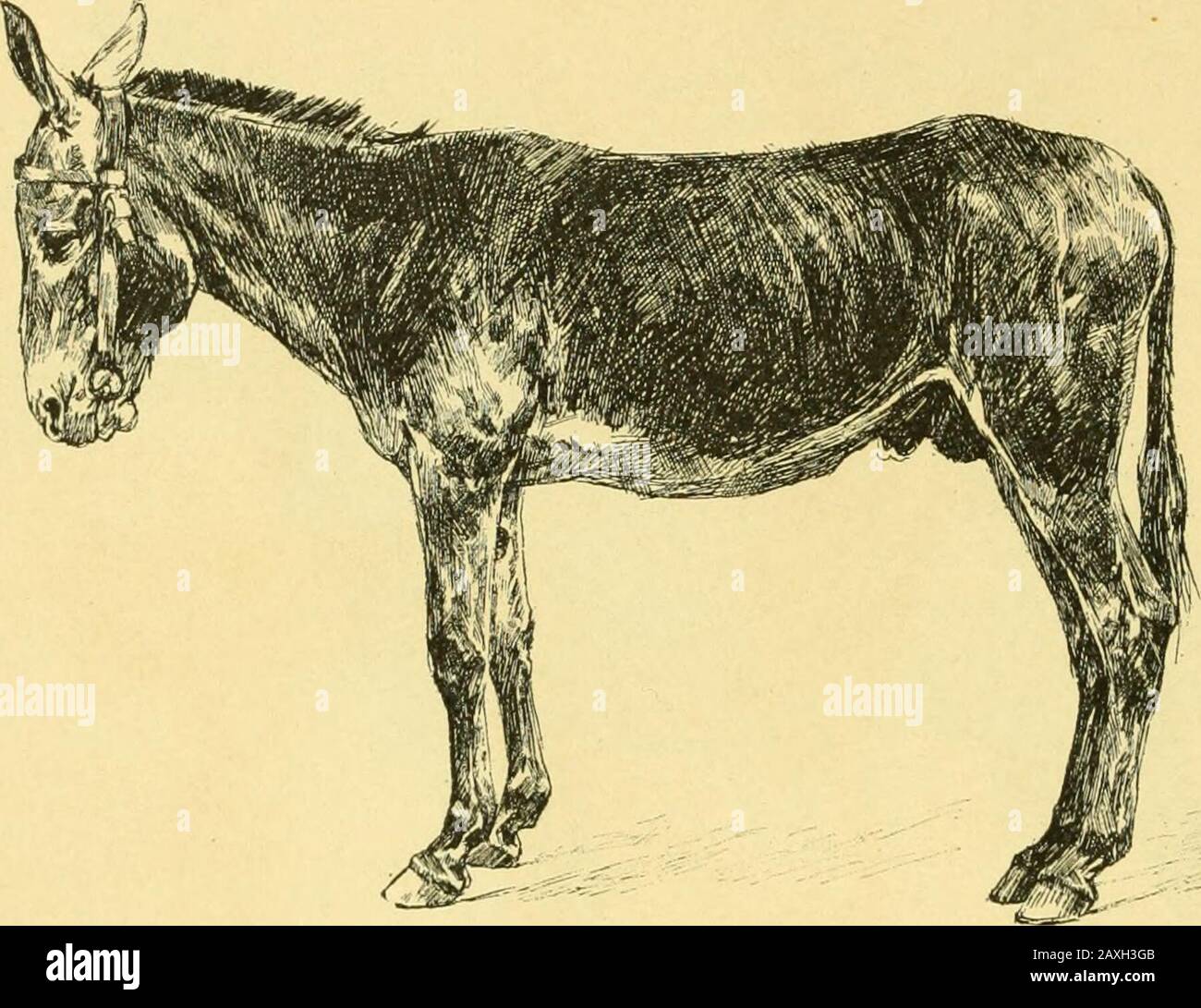 Les races chevalines : avec une étude spéciale sur les chevaux russes . Fia. 6. Ane sauvage dAfrique. entièrement couverte de crins, et par les raies noires quibariolent sa robe. Le dauw est représenté par la figure 4.En un mot il y a une si grande ressemblance entre les dif-férents représentants du genre « cheval » et si peu de si-gnes qui les distinguent les uns des autres dune manièrecertaine, que lon comprend facilement les hésitations des 8 LE CHEVAL EN GÉNÉRAL, savants au sujet du classement de ces animaux dans uneseule ou dans plusieurs espèces zoologiques. Mais plus la domestication fa Stock Photo