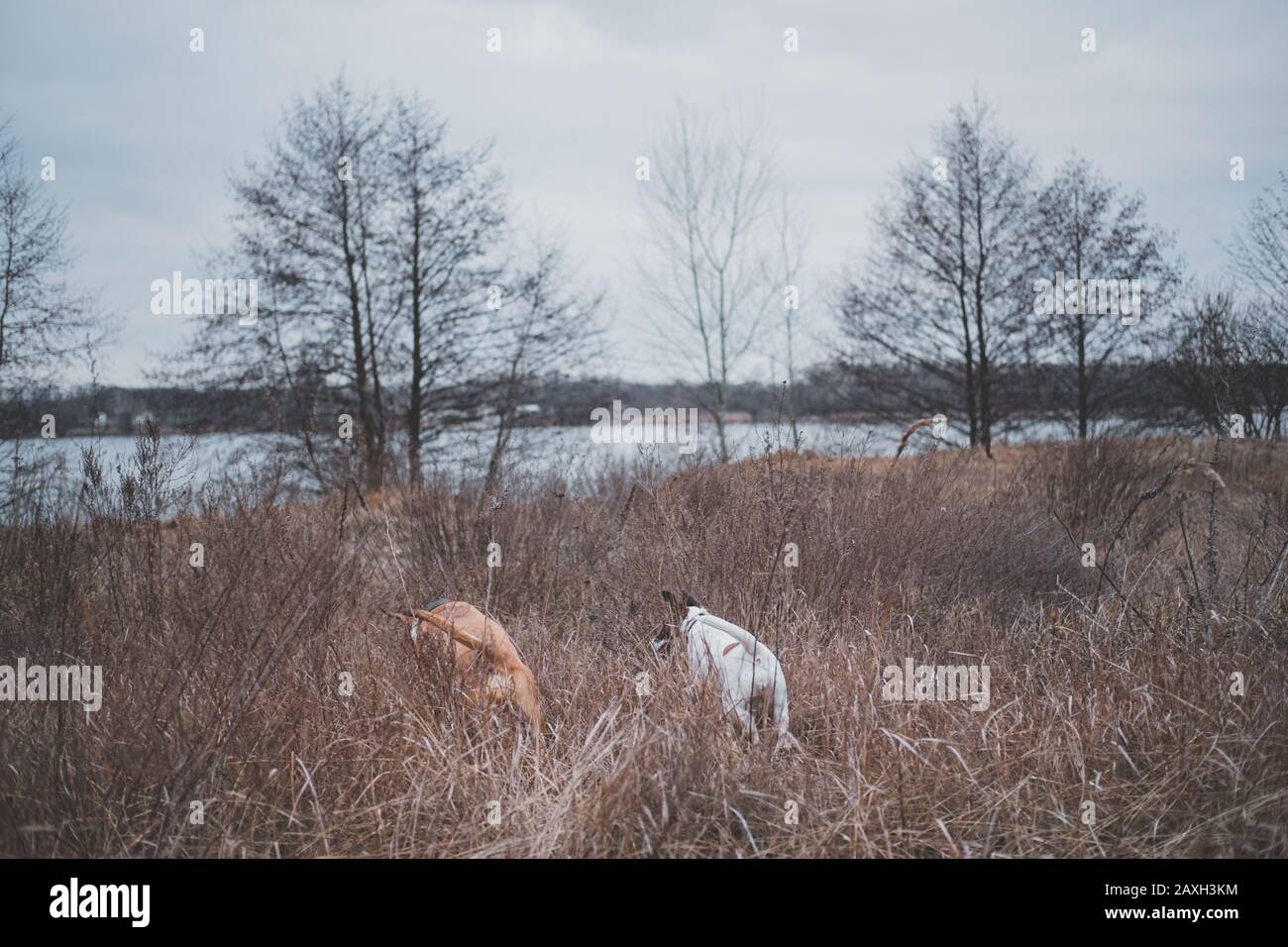 Two dogs search something in the field grasses. Adventure dogs, letting pets freedom outdoors Stock Photo