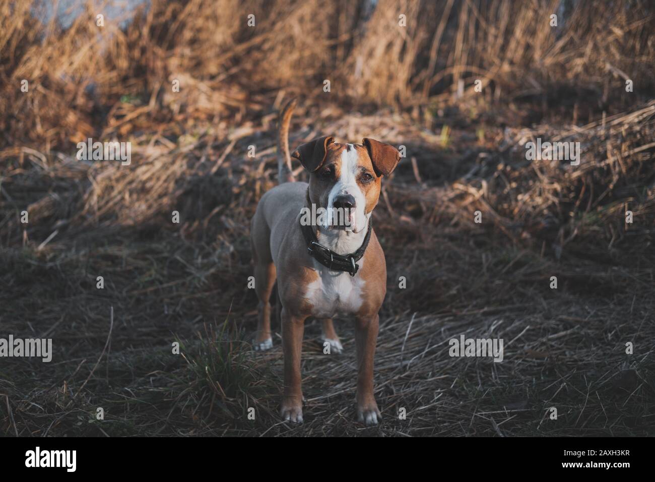 Beautiful dog stands still in faded winter or autumn grass. Portrait of staffordshire terrier mutt looking at camera in sunset among brown grass Stock Photo