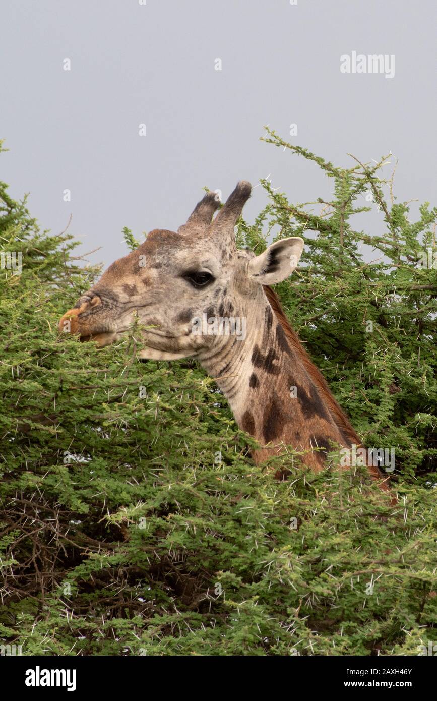 Close up of Masai Giraffe in Acacia tree Stock Photo