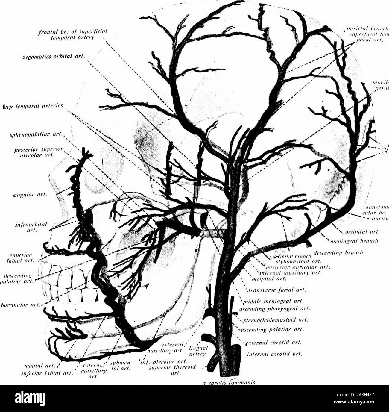 A manual of anatomy . it divides into its terminal branches.This gives off a number of branches, (a) Muscular branches to theneighboring muscles, {b) Meningeal branches that enter the skullthrough the hypoglossal canal and jugular foramen and supply themeninges here, (c) The descending branch, ox princeps cervicis artery,supplies muscles of the dorsal vertebral region, {d) The terminalbranches {medial and lateral) supply the scalp of the neighborhood. THE ARTERIES OF THE HEAD AND NECK 227 5. The posterior auricular artery {art. auriciilaris posterior) arisesabove the level of the posterior bel Stock Photo
