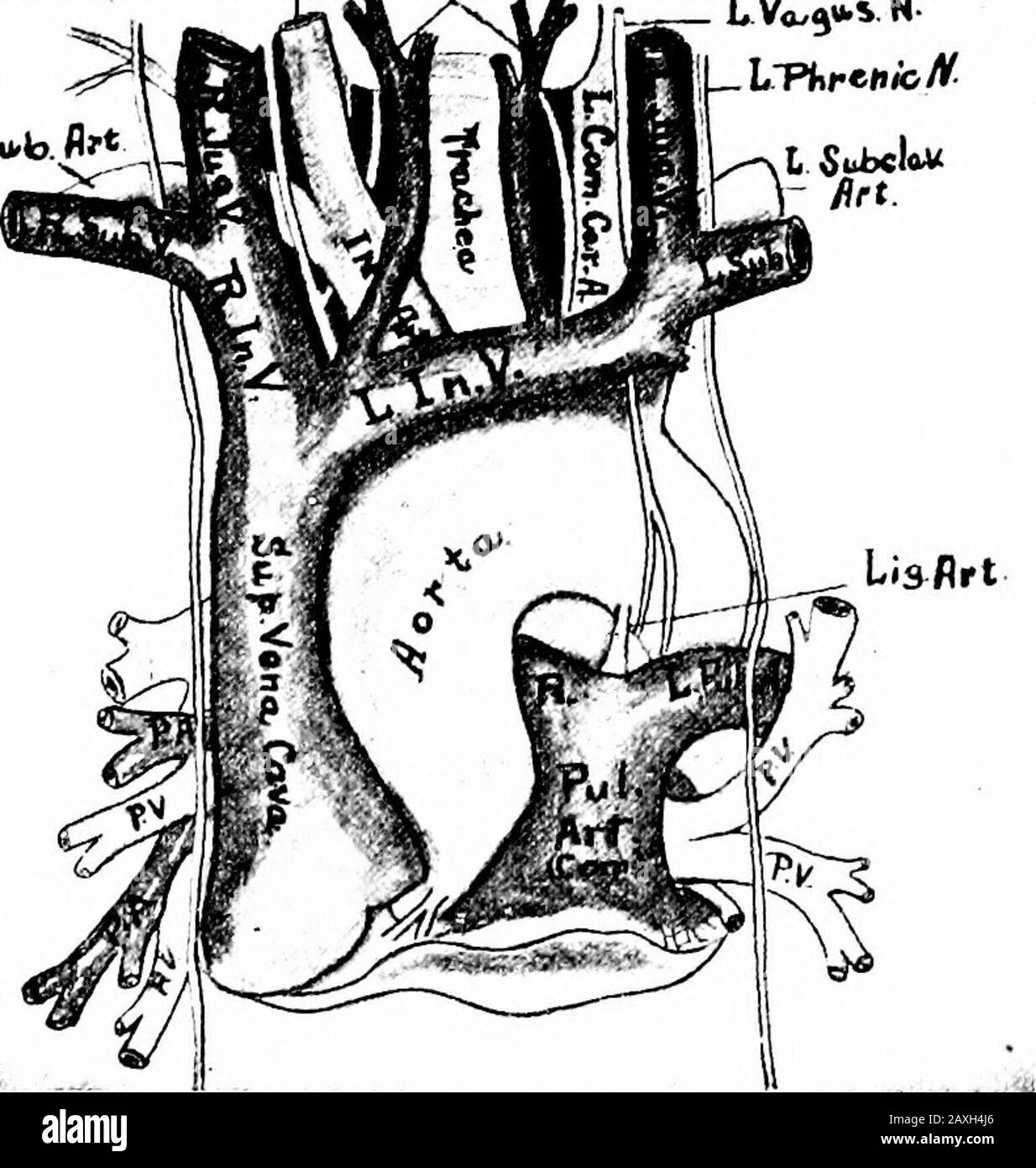 A Manual Of Anatomy Emainder Is Overlapped Bv The Lungs And Gives Thedeep Cardiac Dulness The Arteries The Circulations Are The Pulmonary And Systemic The Systemic Isdivided Into General Systemic And