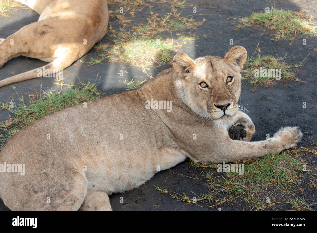 Lioness checking out the safari vehicle and occupants providing her shade. Stock Photo