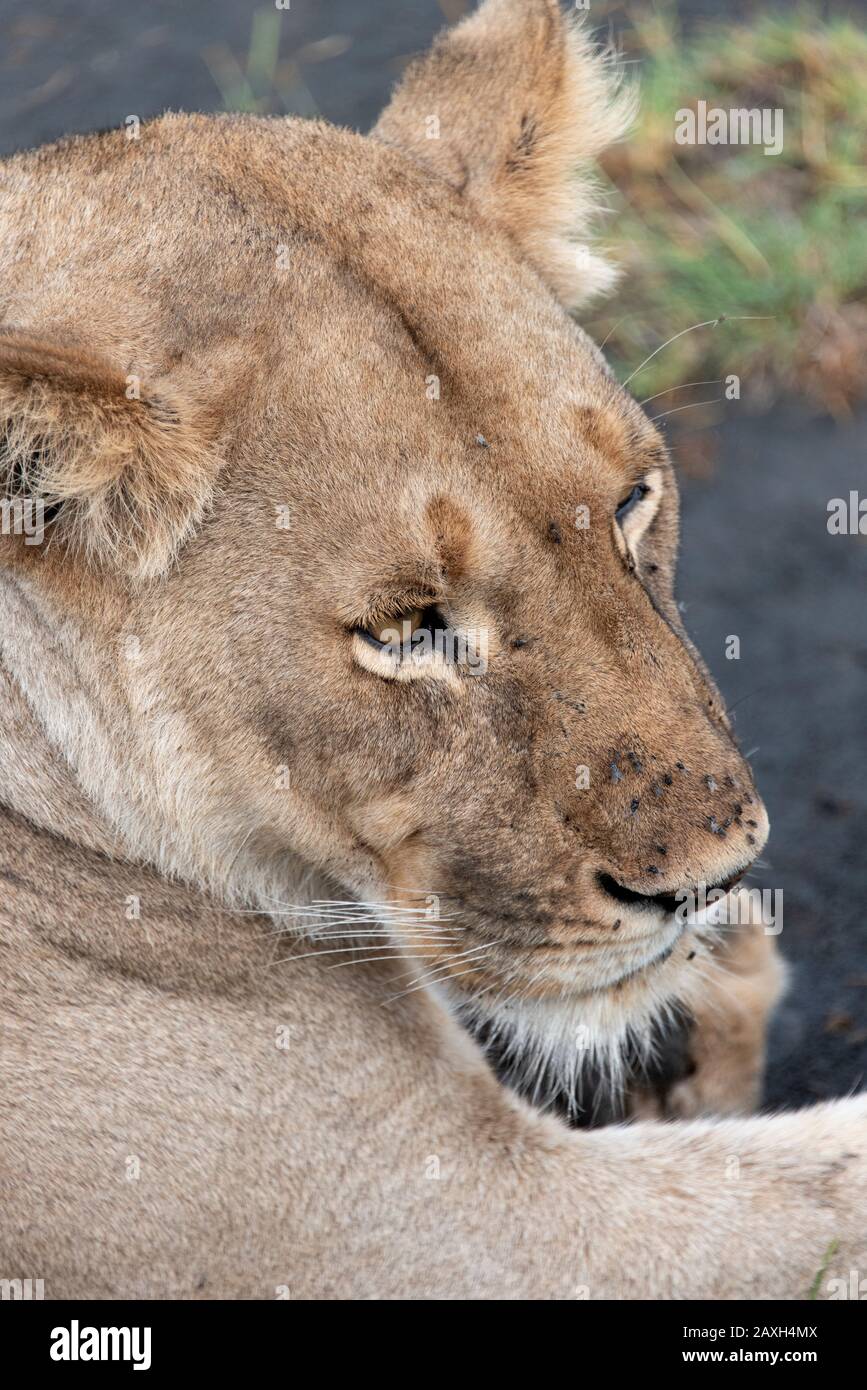 So close with this Lioness on safari, such majestic animals Stock Photo