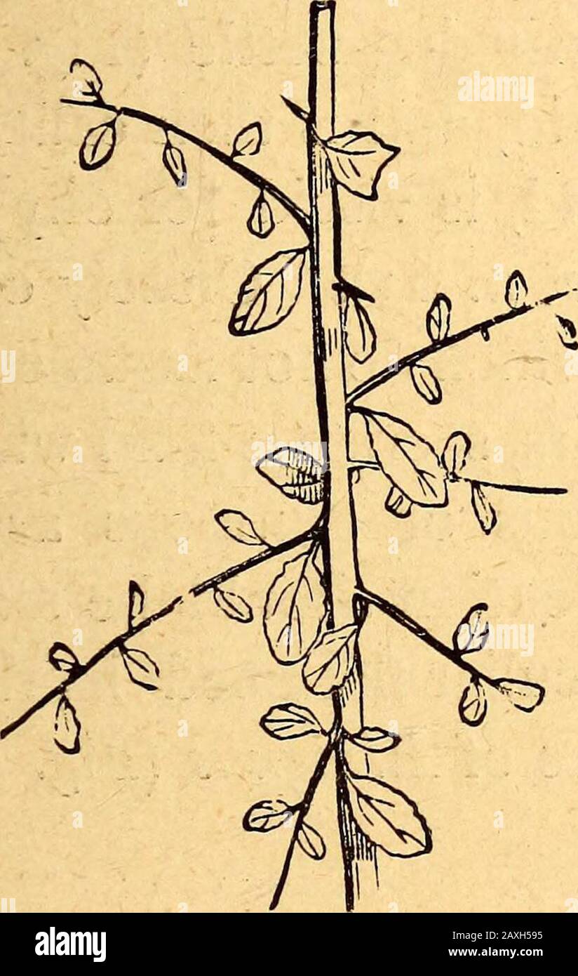 Text-book of structural and physiological botany . Fig. 196.—Stem-tendrils of the grape-vine ;V in the normal state ; v bearing a bunchof grapes. The External Form of Plants, 109 stronger plants. Accordingly as they belong to the stem as inthe vine (Fig. 196), or to the leaf as in the tare, they arecalled stem- or leaf-tendrils. The same distinction is madebetween branch-spines as in the sloe (Fig. 197), and leaf-spi7ies as in the holly (Fig. 172, p. 98); i.e, stiff and verysharp-pointed structures arising from the transformation of astem or leaf, or a part of one of these organs, and which ar Stock Photo