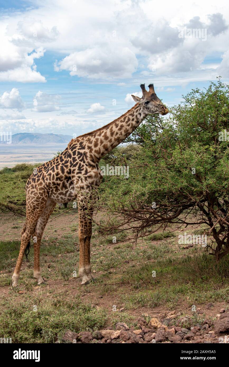 Giraffe having a meal of Acacia near the Ngorongoro crater, Tanzania, Africa Stock Photo