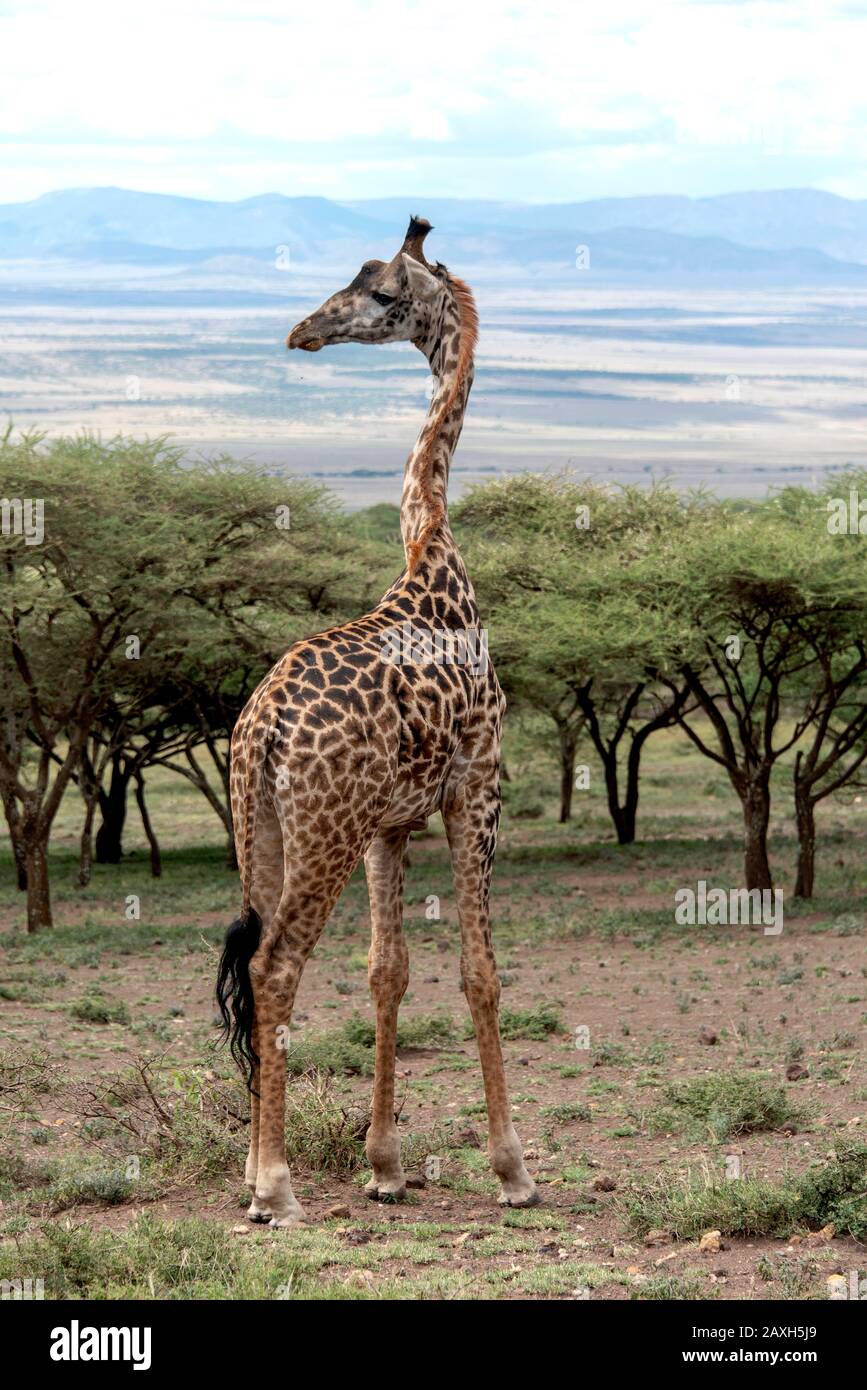 Giraffe looking out over the plains of the Ngorongoro crater Stock Photo