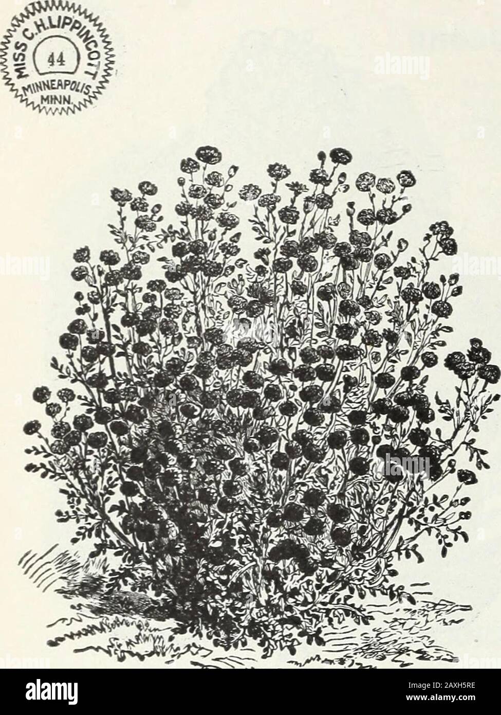 Flower seeds . Sprague, Williamstown, Vt-, March 4th,1898, writes.—I have had your seeds for two years andhave been very well pleased with them. SNOWBALL, SCABIOSA. The flowers are very large, meas-uring fully two inches in diam-eter, of purest white and verydouble. It comes quite true fromseed. Pkt., 50 seeds, 4 cts. SCABIOSA,DOUBLE BLACK. A new variety with elegantdouble black-purple flowers—sodeep in color as to appear nearlycoal-black. Pkt., 50 seeds,4c. SCABIOSA.—Mixed double,all colors. Pkt., 75 seeds, &c. Largest Flowering Stocks. STOCKS, TEN WEEKS. The Largest Flowering Globe Pyramidal Stock Photo