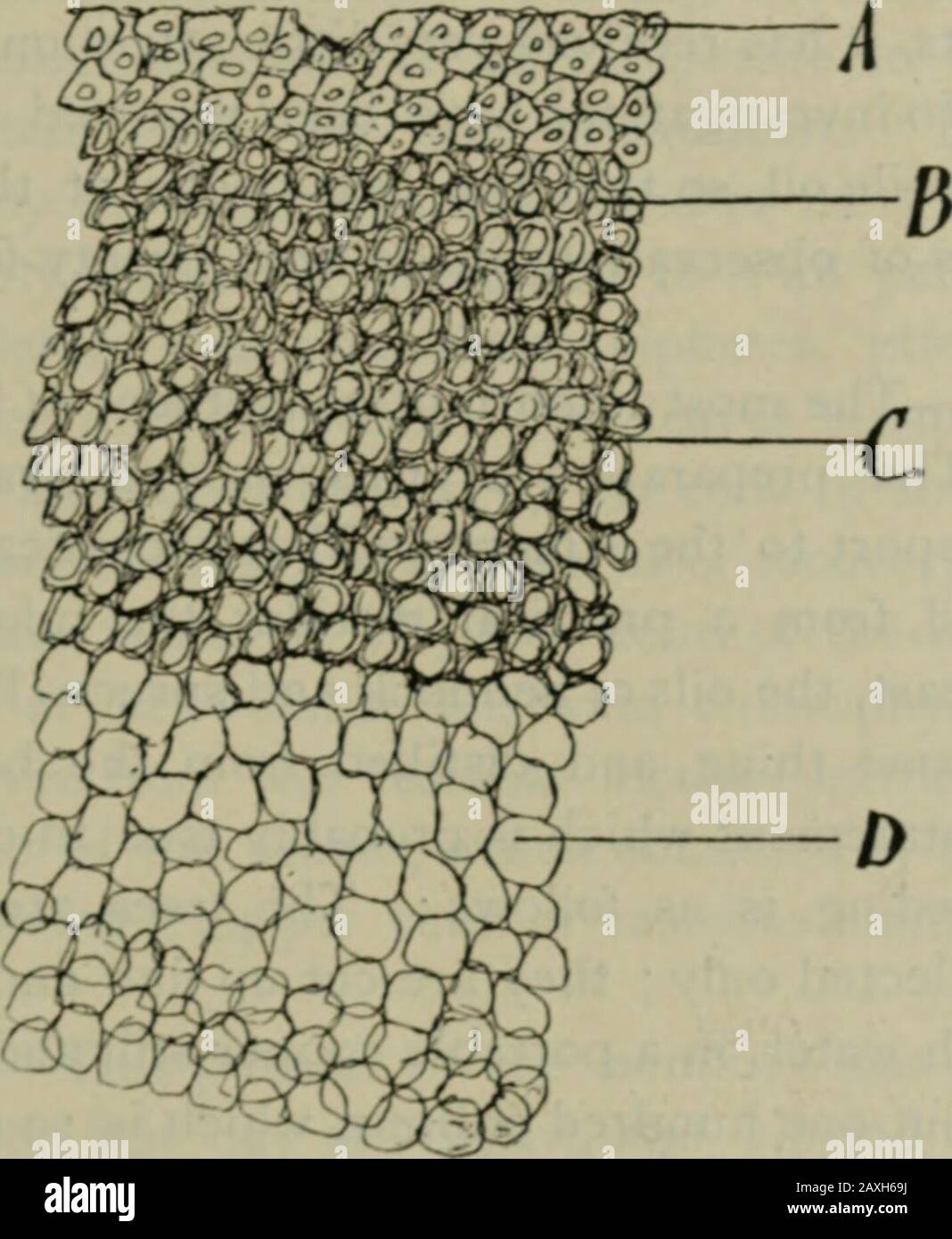 American journal of pharmacy . prickles, which is shown in longitudinal section, attached ;magnification, 150 diameters. A, epidermal cells ; b, parenchyma of upperportion of mid-rib ; c, a portion of the lamina of the leaf; d, xylem tissue ofmid-rib ; c, cambium zone ; /, phloem tissue of mid-rib ; g, parenchyma oflower portion of mid-rib ; h, collenchyma tissue ; i, slightly lignified tissue ofthe prickle, which occurred on the mid-rib and was cut through longitudinally;k, epidermal tissue, more lignified. Am. Jonr. Pbarm.)February. Ift97. j Solatiion Carolinense. 89 Steyn.—Zinc chloriodide Stock Photo