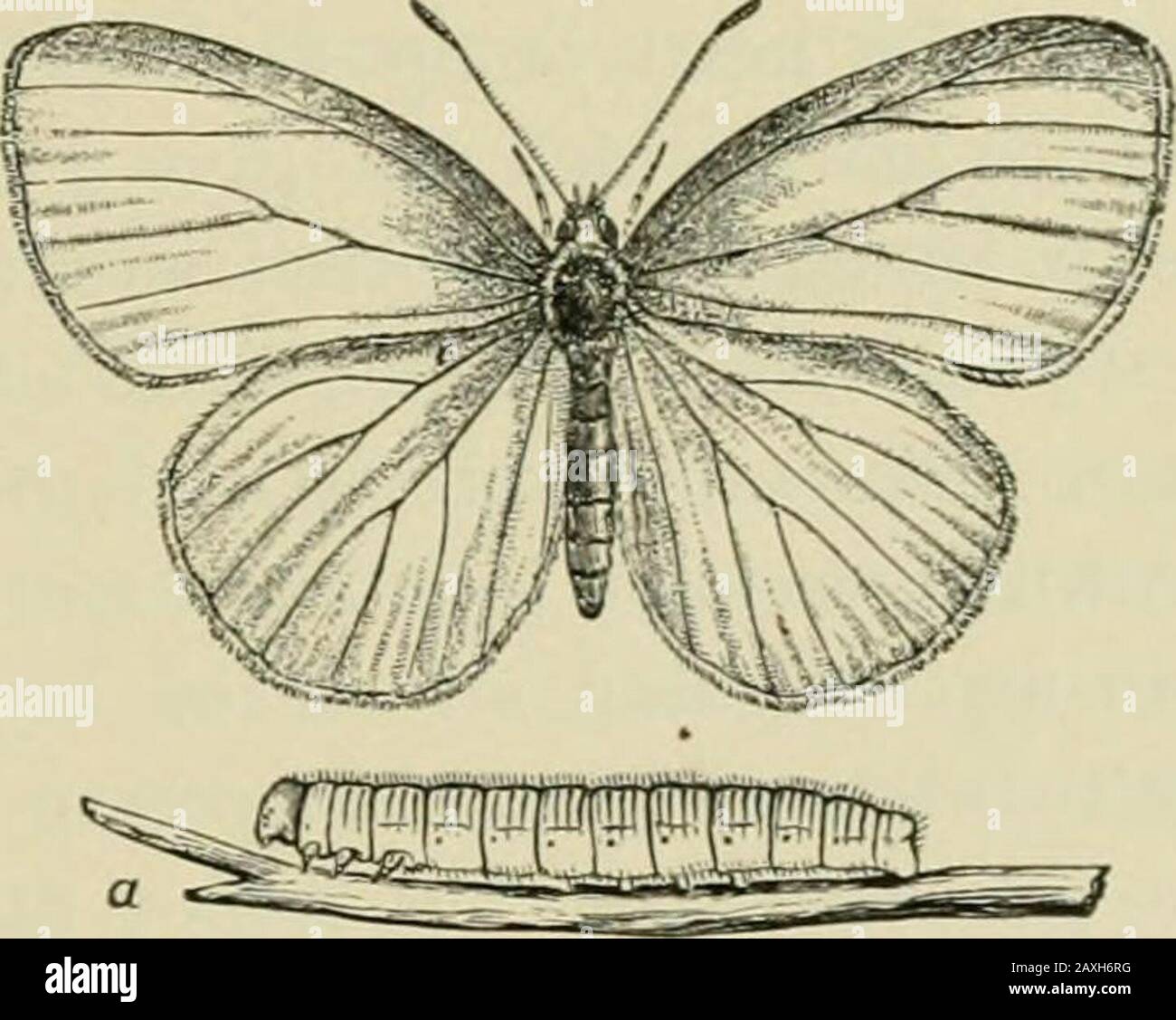 Tubercles Insect Guide to the study of insects and a treatise on those injurious and ...