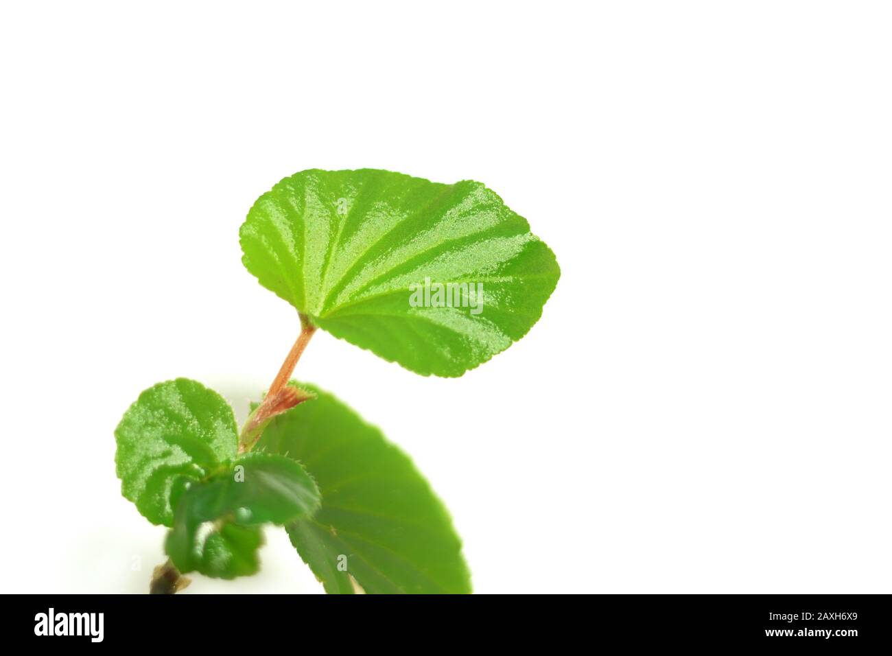 Plant stem begonia.Angular begonia. Stock Photo