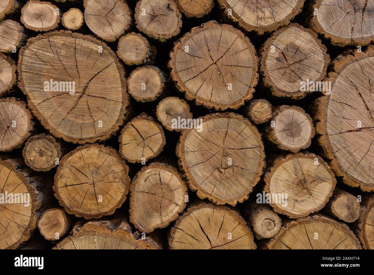 Round wood stem pattern Stock Photo