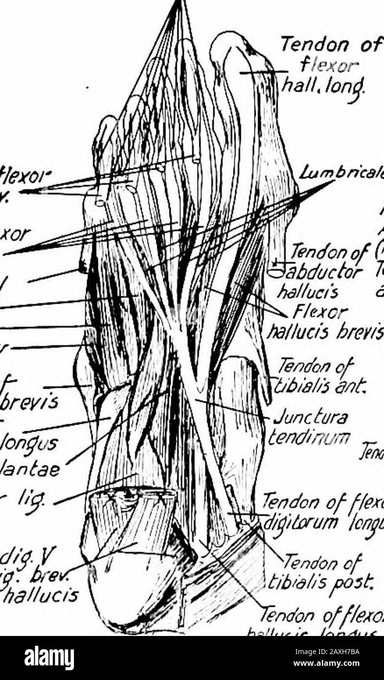 A manual of anatomy . ndons of the mm. flexor hallucis longus and flexor digitorumlongus are included in this layer. Third Layer.—The m. flexor hallucis brevis arises from the tendon THE MUSCLES OF THE FOOT 209 of the tibialis posterior and the plantar surface of the cuboid bone.It forms two tendons (between which the tendon of the m. flexorhallucis longus passes) which are inserted into the medial and lateralsurfaces of the base of the first phalanx of the great toe, blending withthe other tendons inserted here. Action.—Flexes the great toe at the metatarsophalangeal joint. Nerve Supply.—Medi Stock Photo