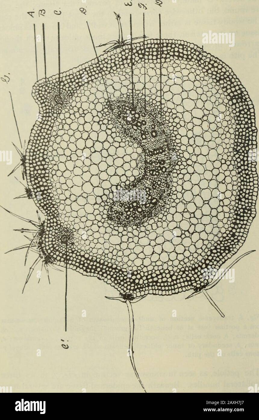 American journal of pharmacy . Fig. 6, transverse section of underjjround stem of Solanum Carolincnsc(from a portion just at or beneath the ground), magnified 56 diameters. A,epidermis ; d, cork cells ; r, c/, secretion cells of the cortex ; d, cambium ; ^,xylem ; p, secondary or inner phloem, l&gt;eneath which arc the soft, parenchy-matous cells of the pith. The petiole, as seen in transverse section in Fi^. 7, shows threebi-coUateral bundles. Heneath the epidermal tissue are several rowsof collenchyma cells, and next to these are the parenchyma cellssurrounding the vasal bundles. Two large s Stock Photo