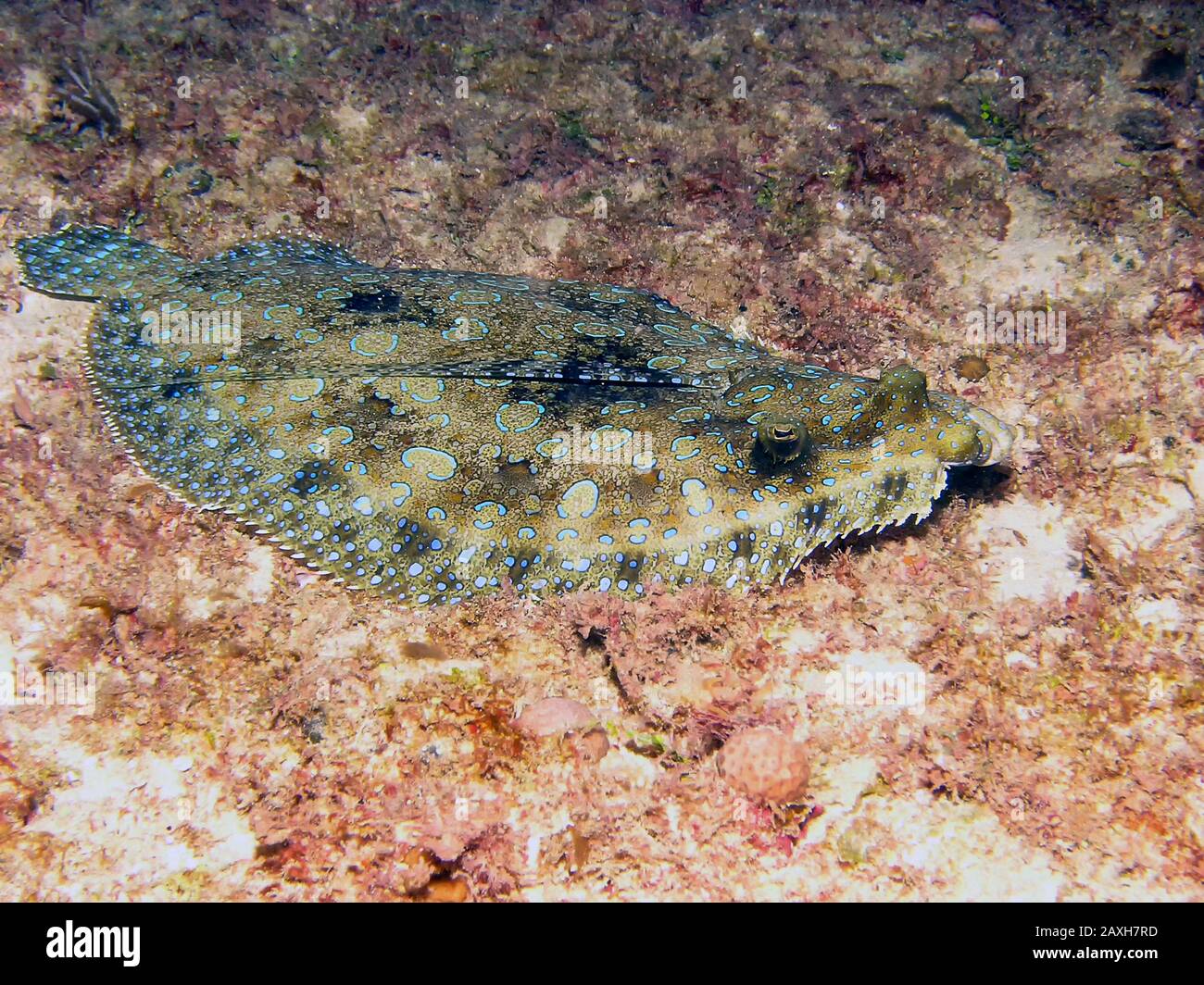 A Leopard Flounder (Bothus pantherinus) Stock Photo