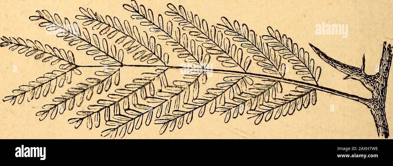 Bipinnate Leaf High Resolution Stock Photography And Images Alamy