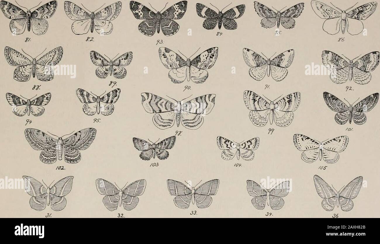 The night moths of New England, how to determine them readily . e. 85. Carsia palicdata ; i ^ in.; f. gray and brown; h. rusty. 86. f.nbupliora T/rnala :  in. : f. white and brown ; h. white. Lobophora angniliucata: i^ in.; greenish white and brown. geminata : i^ in. ; white and black.Triphosa dnbitana : 2 in. ; pale reddish gray. 87. Hydria iindulata: li- in.; pale fawn color and black, wavy lines. Caterpillar feedson plum and willow. 88. Phibalaptcryx intcstinata : if in. ; dull gray with 12 black lines. 89. latinipta ; i in. ; white and brown.Anticlea vasiliata; i|in. : dark brown with bl Stock Photo